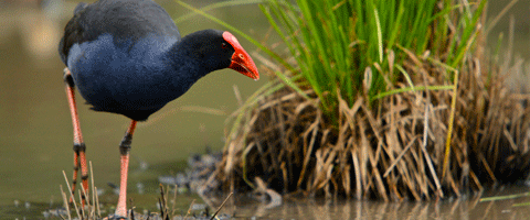 Nhóm bảo vệ môi trường Greater Dandenong